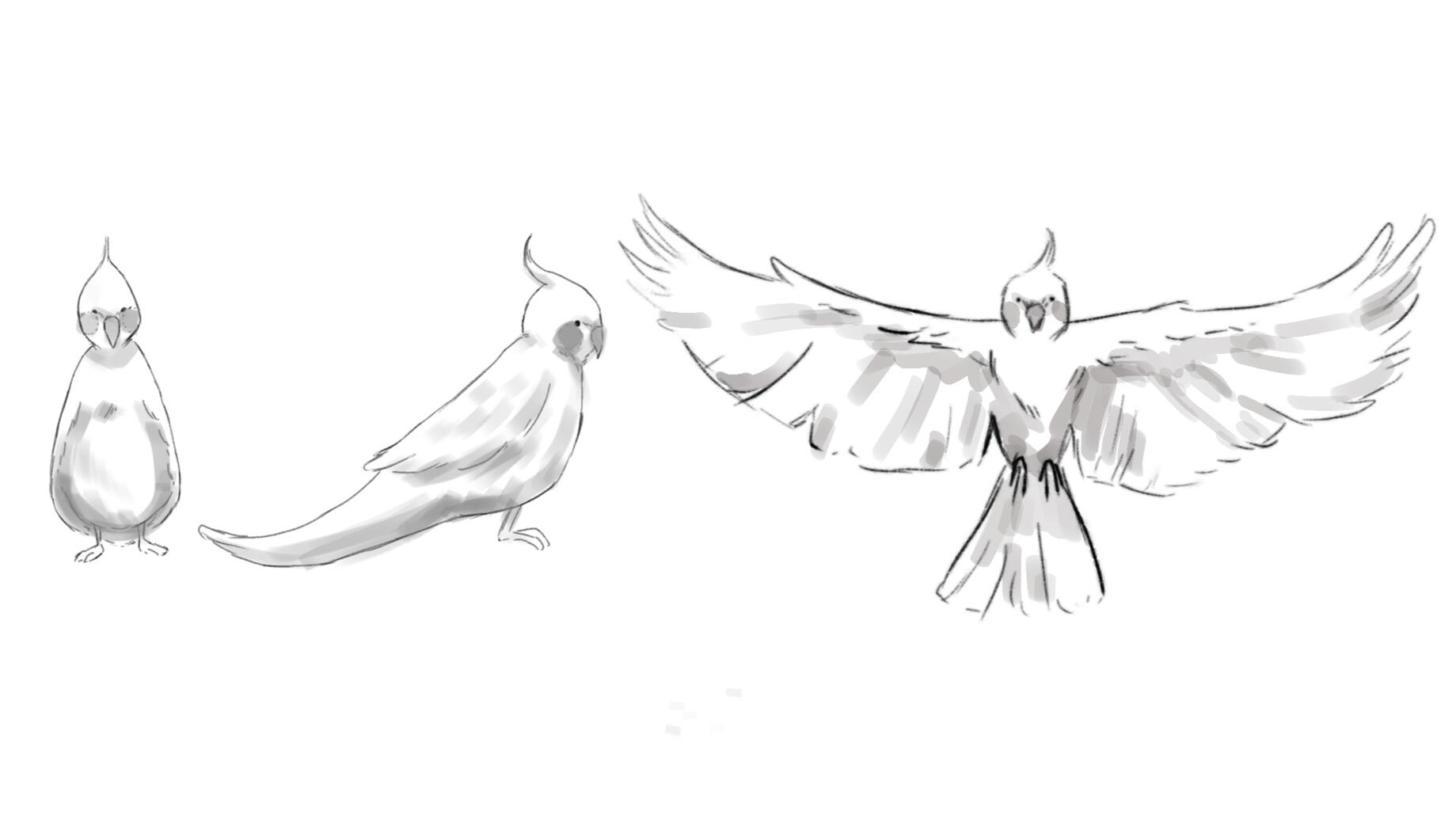Character design "Charagua" - Bird