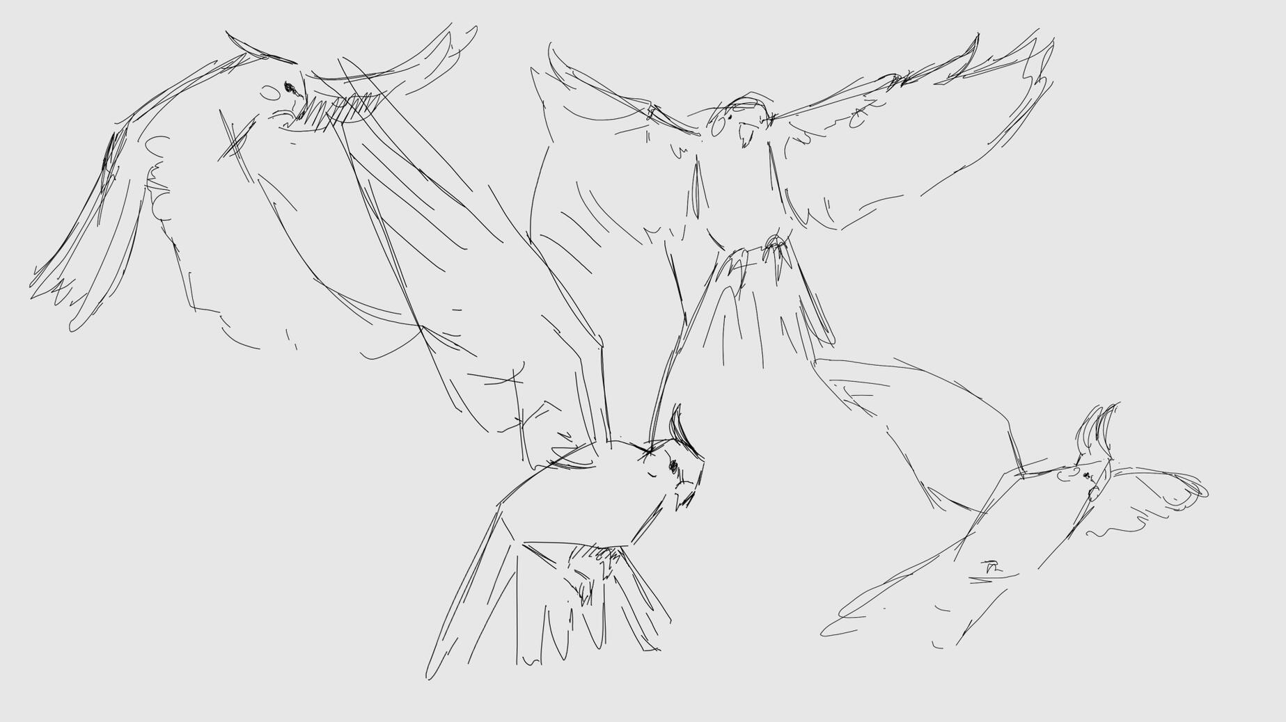 Character study "Charagua" - bird